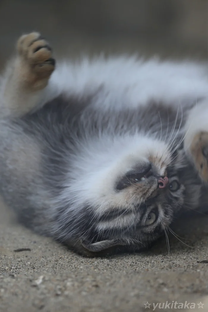 Oyyyy, my back is pinched! - Pallas' cat, Predatory animals, Zoo, Cat family, Wild animals, Small cats