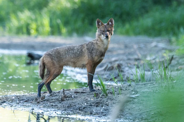 Jackal - My, Jackal, Animals, Nature, The photo