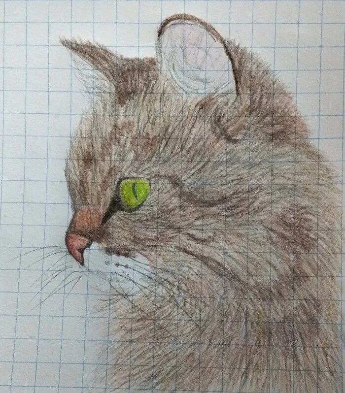 Pencil drawing - My, Drawing, Painting, Beginner artist, Art, cat, Musya, Pencil drawing, Colour pencils