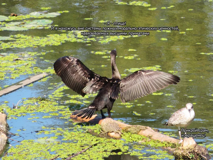 I would be embarrassed - My, Photo hunting, Ornithology, The nature of Russia, Birds, Animals, Bird watching, Cormorants, Cormorant, Seagulls