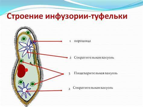 Инфузория Туфелька - Моё, Химия, Питание, Правильное питание, ЗОЖ, Длиннопост, Инфузория туфелька