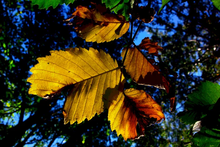 Leaves - My, The photo, Landscape, Autumn, Autumn leaves, See through, Gimp