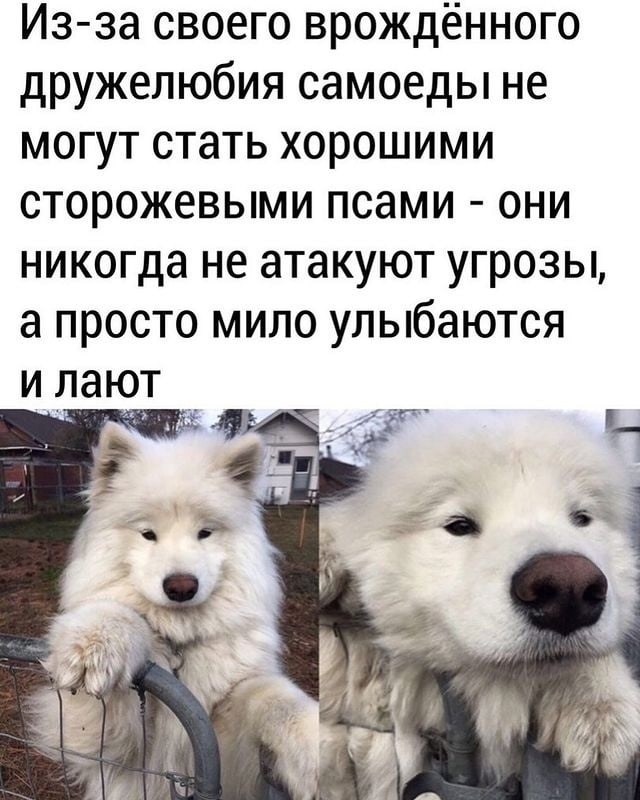 Maybe someone didn't know - Picture with text, The photo, Dog, Animals, Pets, Samoyed