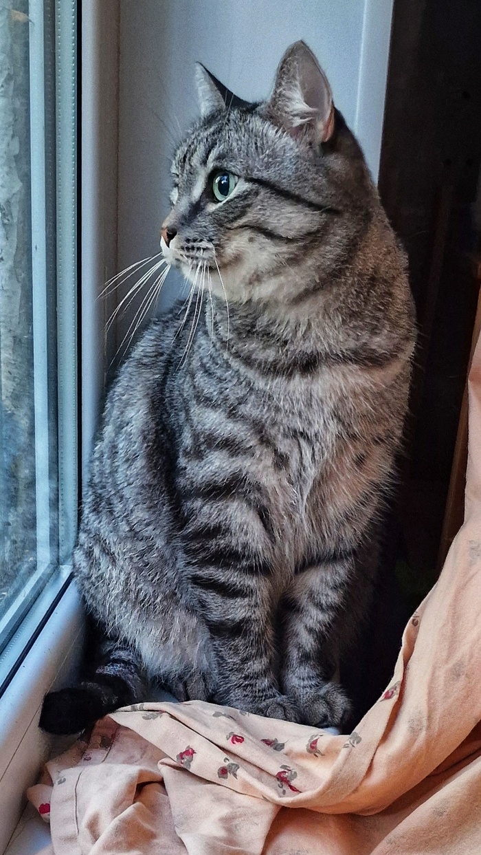 Кот Плюшкин