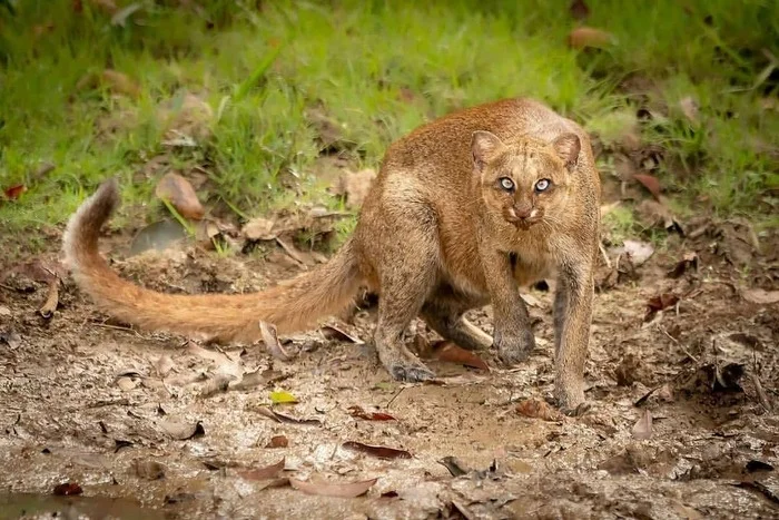 Hiding - Jaguarundi, Small cats, Cat family, Predatory animals, Wild animals, wildlife, South America, The photo