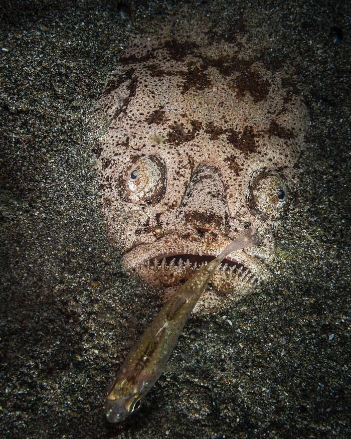 A small fish swims past a stargazer - Astrologer, A fish, Marine life, Wild animals, wildlife, Pacific Ocean, Underwater photography, The photo