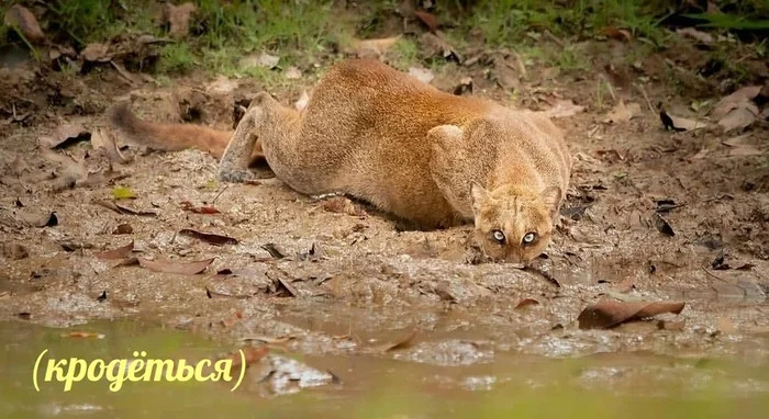 Комышовый кот - Кот, Камышовый кот, Мемы