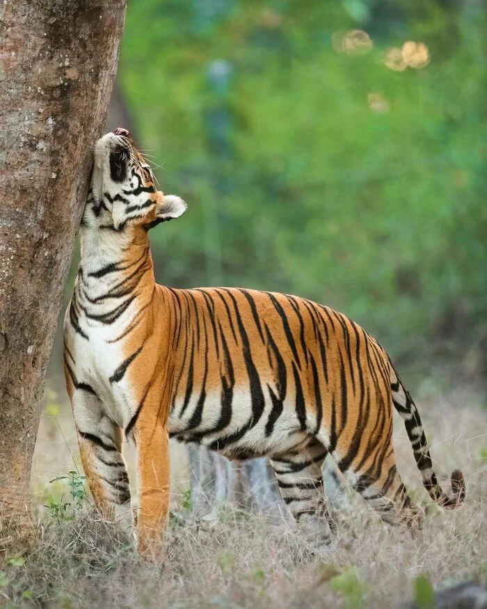 Tigress leaves a message - Bengal tiger, Tiger, Big cats, Cat family, Predatory animals, Wild animals, wildlife, National park, India, Flag Territory, The photo