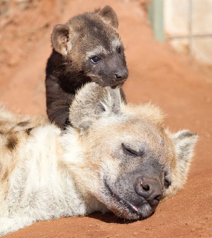 The mischievous one - Young, Hyena, Spotted Hyena, Predatory animals, Wild animals, Zoo, Dream, Kus, The photo