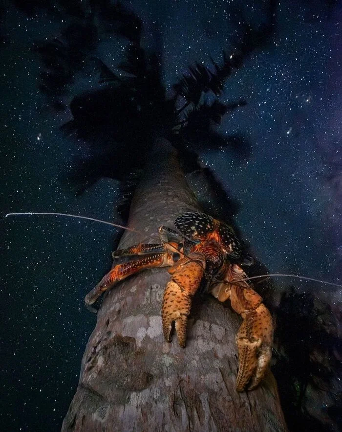 Under cover of night - Crab, Arthropods, Wild animals, Palm trees, Tree, Plants, wildlife, Africa, The photo, Night shooting