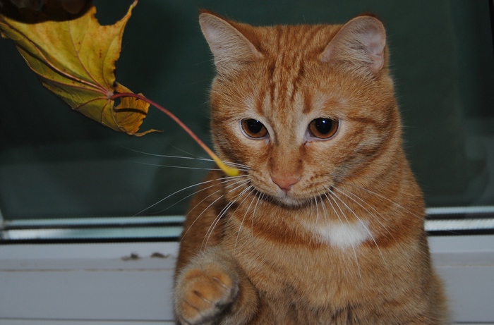 его первая осень... 2011 год