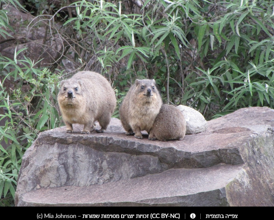 Прикольные скальные суслики (Procavia capensis) или капский даман - Фотография, Суслик, Смешные животные, Длиннопост, Даманы