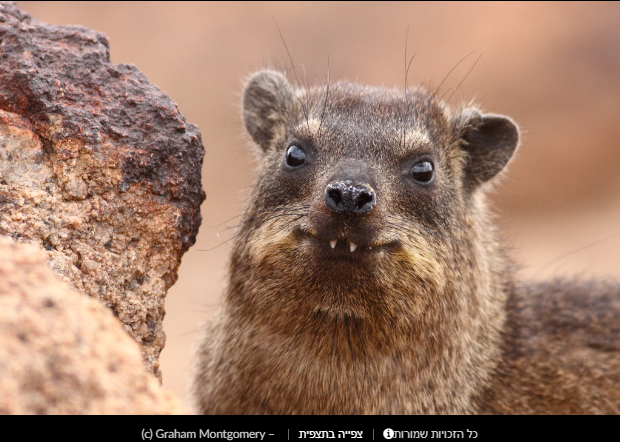 Прикольные скальные суслики (Procavia capensis) или капский даман - Фотография, Суслик, Смешные животные, Длиннопост, Даманы