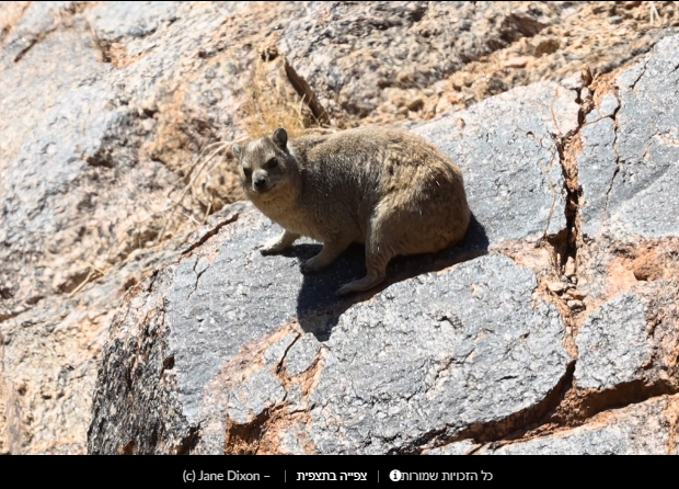 Прикольные скальные суслики (Procavia capensis) или капский даман - Фотография, Суслик, Смешные животные, Длиннопост, Даманы