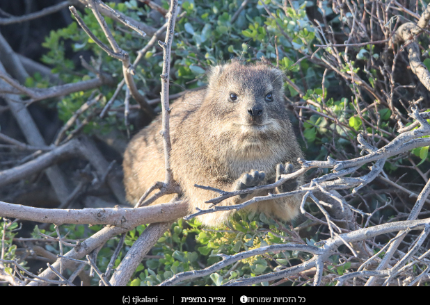 Прикольные скальные суслики (Procavia capensis) или капский даман - Фотография, Суслик, Смешные животные, Длиннопост, Даманы