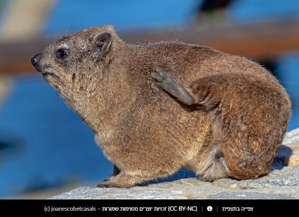 Прикольные скальные суслики (Procavia capensis) или капский даман - Фотография, Суслик, Смешные животные, Длиннопост, Даманы