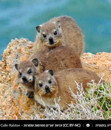 Прикольные скальные суслики (Procavia capensis) или капский даман - Фотография, Суслик, Смешные животные, Длиннопост, Даманы