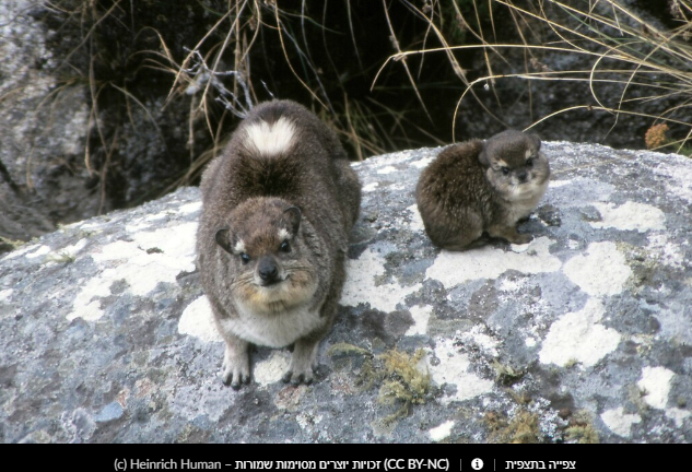 Прикольные скальные суслики (Procavia capensis) или капский даман - Фотография, Суслик, Смешные животные, Длиннопост, Даманы