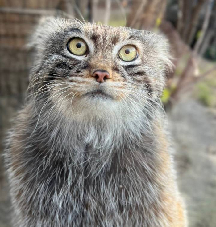 Фото <a href="https://pikabu.ru/story/nu_kakoy_zhe_on_krasivyiy_paren_11802630?u=https%3A%2F%2Ft.me%2Fsvetlanaakulova1%2F4633&t=%D0%BE%D1%82%D1%81%D1%8E%D0%B4%D0%B0&h=f37f498a192dd42e4f1e401bce85733adfdc83a8" title="https://t.me/svetlanaakulova1/4633" target="_blank" rel="nofollow noopener">отсюда</a>