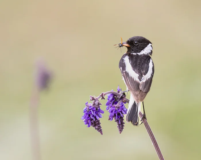 Black-headed whinchat - My, Blackhead Coinage, Ornithology, Ornithology League, Bird watching, Photo hunting, Steppe, Rostov region