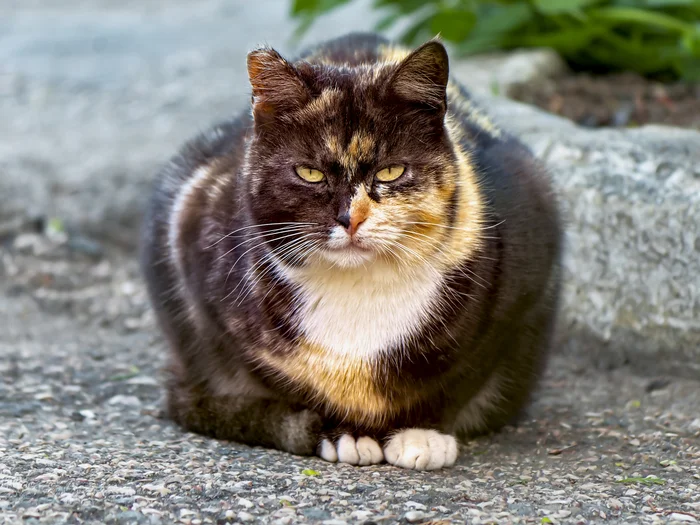 Crimean round - My, The photo, Street photography, Canon, City walk, cat, Crimea, Evpatoria, Tricolor cat, Beginning photographer