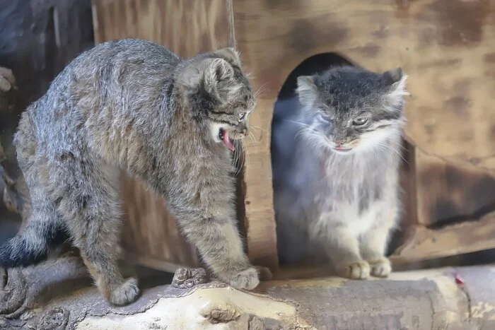 Ew, morning... and don’t say... Feeeee... - Wild animals, Zoo, Predatory animals, Cat family, Pallas' cat, Small cats, Young