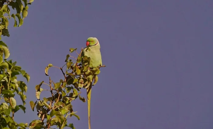 Indian Ringneck Parakeet - My, The photo, Netherlands (Holland), Nature, Birds