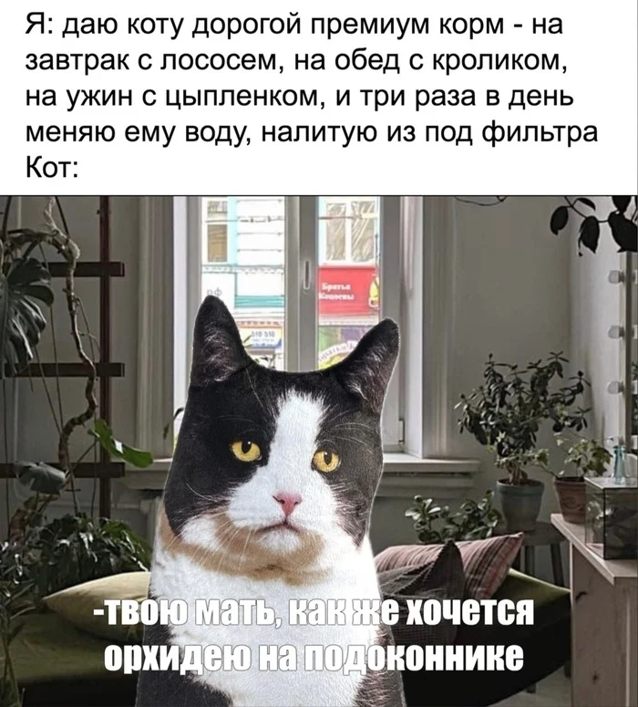 I buy my cat expensive premium food, but he - Memes, Images, Humor, cat, Picture with text