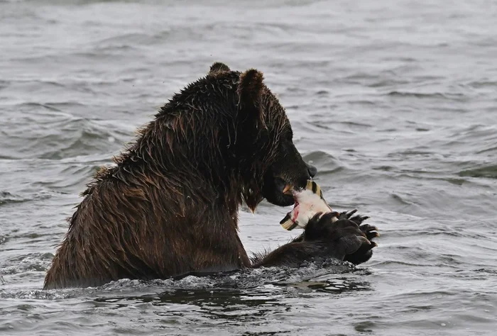 Passion for flounder - Brown bears, Wild animals, Kamchatka, wildlife, Fishing, A fish, Plaice, Mining, Kronotsky Reserve, The Bears, Video, Telegram (link), Longpost