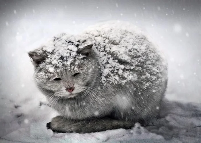 Cold weather is coming soon - Text, Images, Homeless animals, Kindness, Request, cat, Helping animals