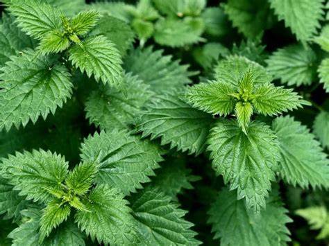 ������� ���������