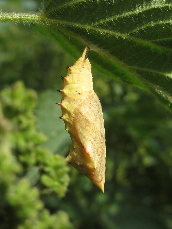 ������� ������� ����������