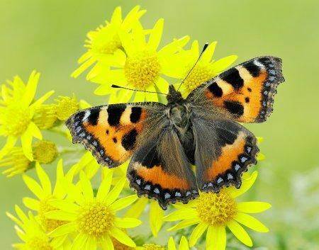 Aglais urticae. ������� ����������