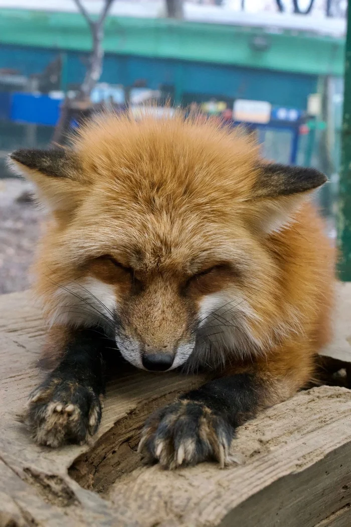 A very tired fox and his paws... - The photo, Fox, Animals, In the animal world, Paws