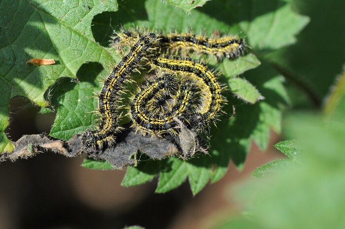 �������� ������� ����������