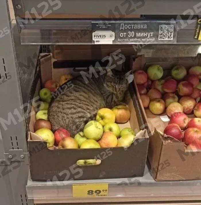 Cats have been brought into Moscow supermarkets - My, Moscow, Moscow region, cat, Fat cats, Fluffy, Milota, Animals, Pets, Score, Products, Salesman, Cashier, Astonishment, Good mood, Good news, Apples, Kindness, Positive, Humor, Box