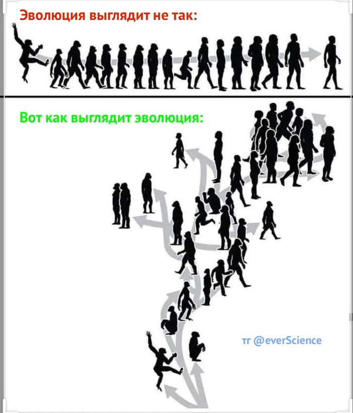    ? , , , Homo sapiens, ,   