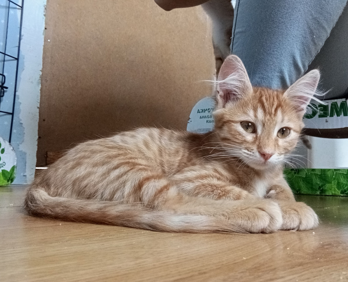 Крошка Лисичка❤