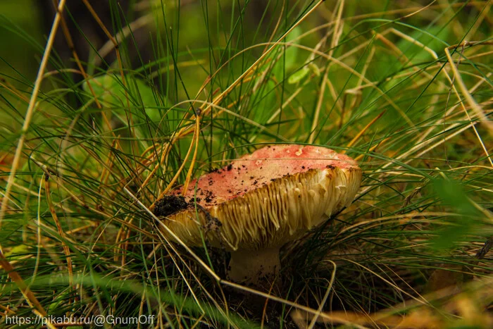 Mushroom #1 - My, The photo, Nature, Mushrooms, Russula