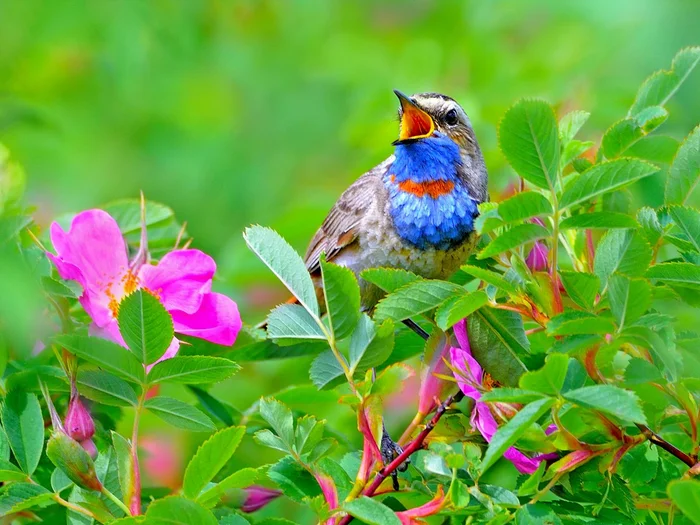 Summer tunes - Bluethroat, Songbirds, Birds, The photo, Rose hip, Wild animals