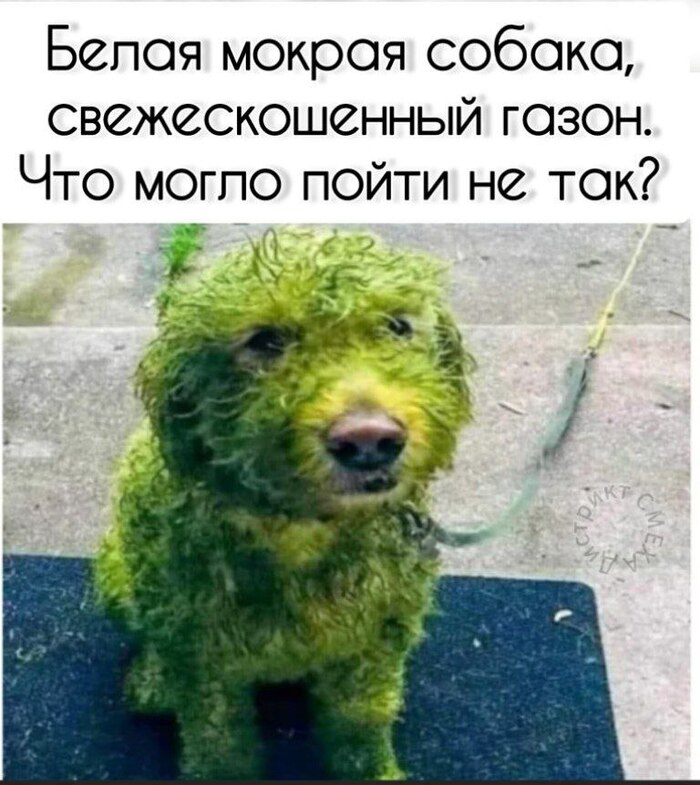 Собаки и газон