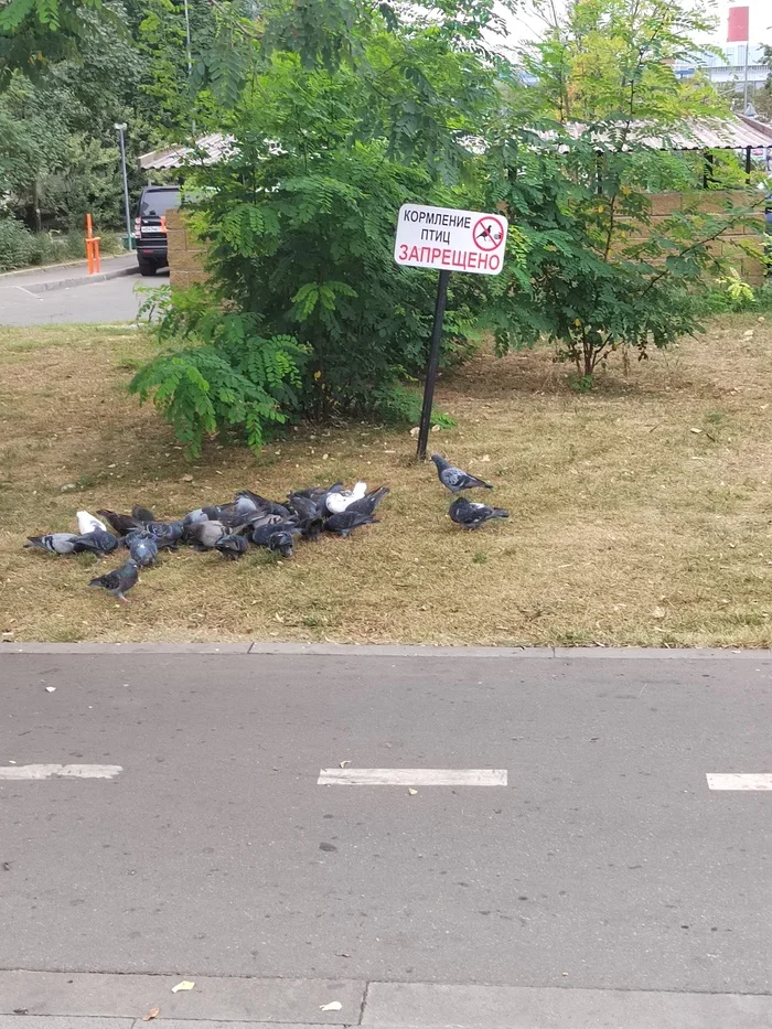 Maybe it's time to introduce fines? - My, Ban, Pigeon, Feeding, Birds, Infection, Signs, Lawn, Bike path, Plants, Town, Auto, Garbage, Cigarette butts, Greenery, I