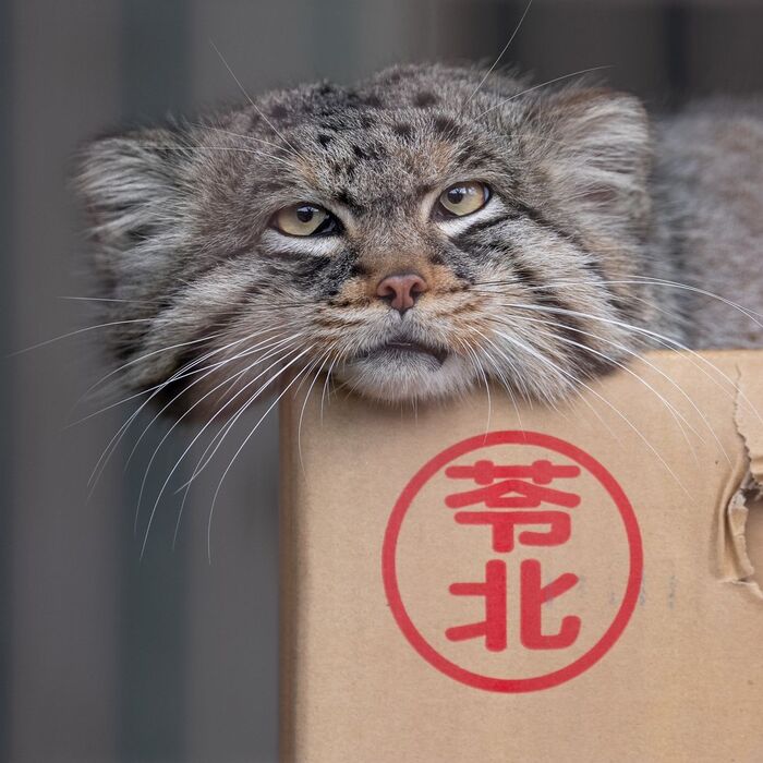 Дядюшка Эль