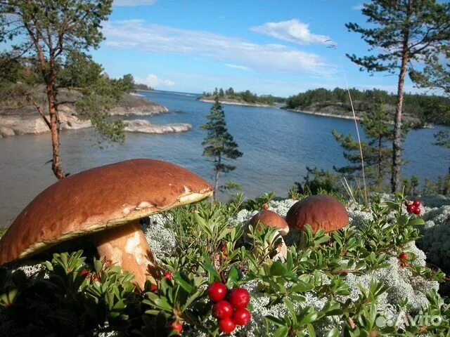 Karelia is waiting! - My, Travels, Карелия, Longpost