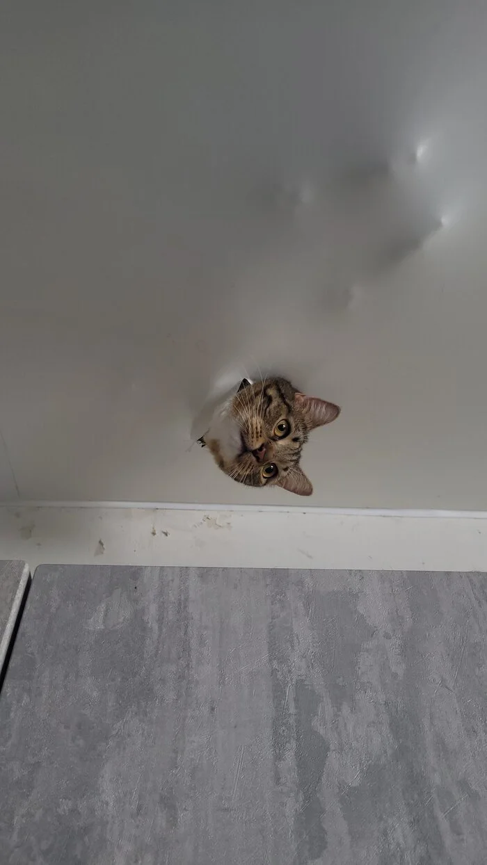 Ceiling cat - My, cat, Stretch ceiling, Harm, Repair, Video, Longpost