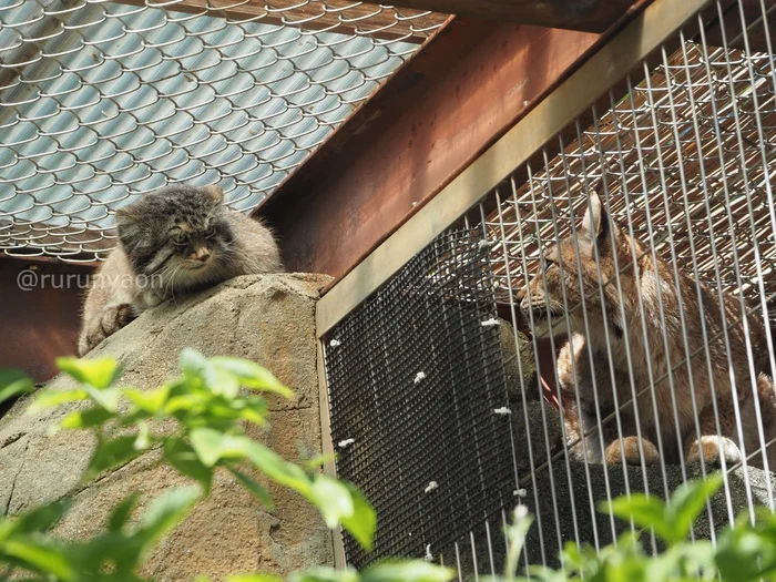 What are you staring at? What are you staring at?! - Wild animals, Zoo, Predatory animals, Cat family, Pallas' cat, Small cats, Lynx, Aviary