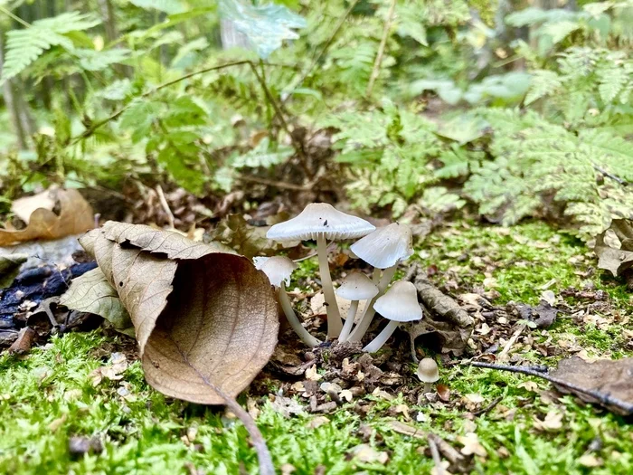 Autumn - My, Peterhof, Toadstool