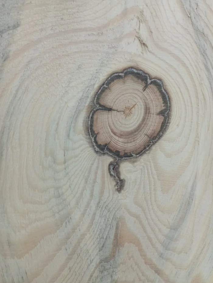 Wooden clover - Tree, Humor, Friday the 13th