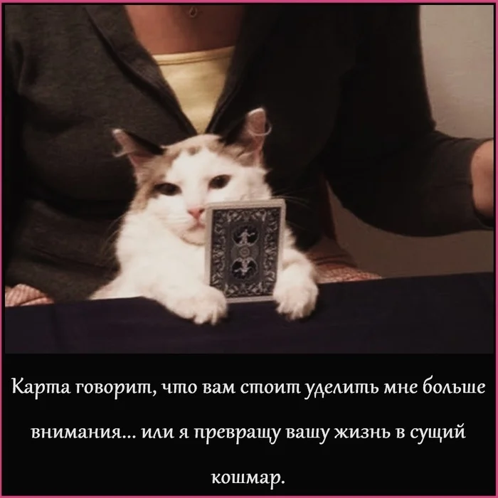 Dangerous cat - My, Picture with text, Memes, Divination, cat