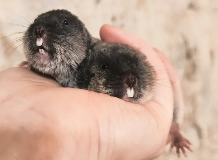 Eastern mole vole: observations, conclusions - My, Animals, Pets, Longpost, Slepushonka, Fluffy, Care and maintenance, Rodents, Video